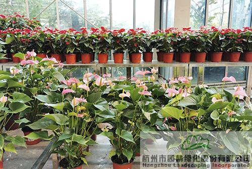 电竞比赛押注app