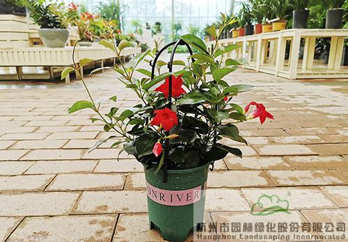 电竞比赛押注app