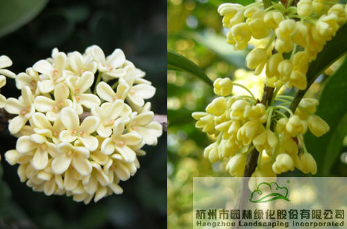 电竞比赛押注app