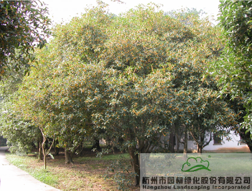 电竞比赛押注app