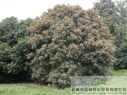 电竞比赛押注app