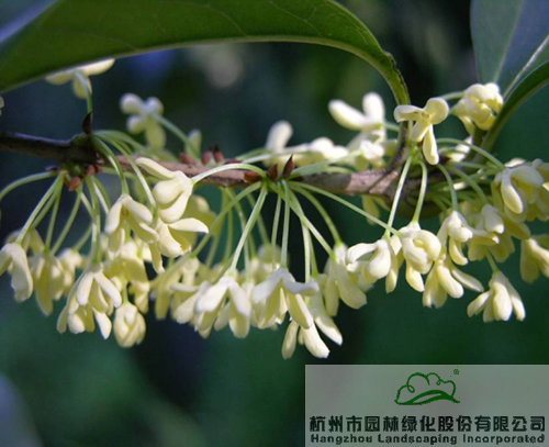 电竞比赛押注app