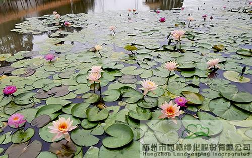 电竞比赛押注app