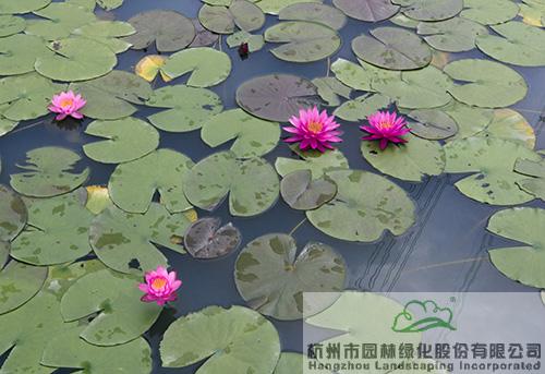 电竞比赛押注app