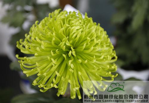 电竞比赛押注app