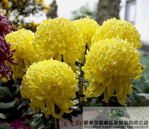 电竞比赛押注app