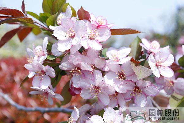 电竞比赛押注app