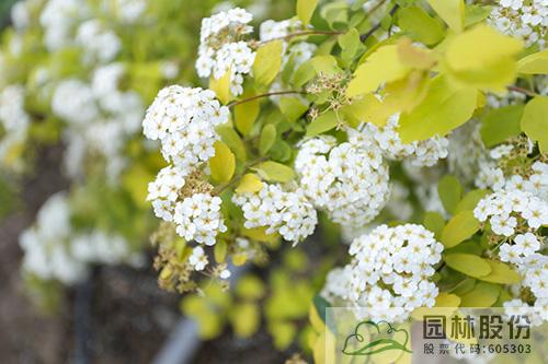 电竞比赛押注app