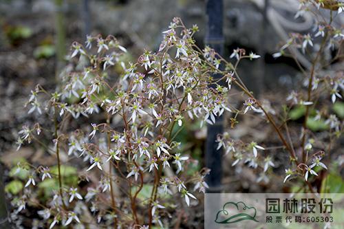 电竞比赛押注app