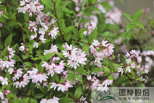 电竞比赛押注app