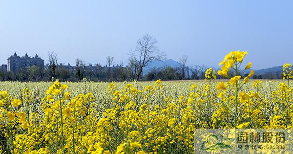 电竞比赛押注app
