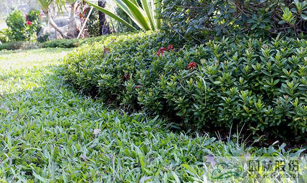 电竞比赛押注app