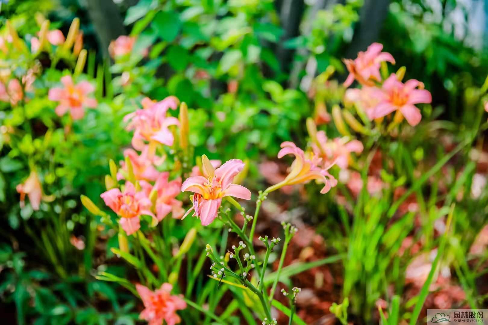 电竞比赛押注app