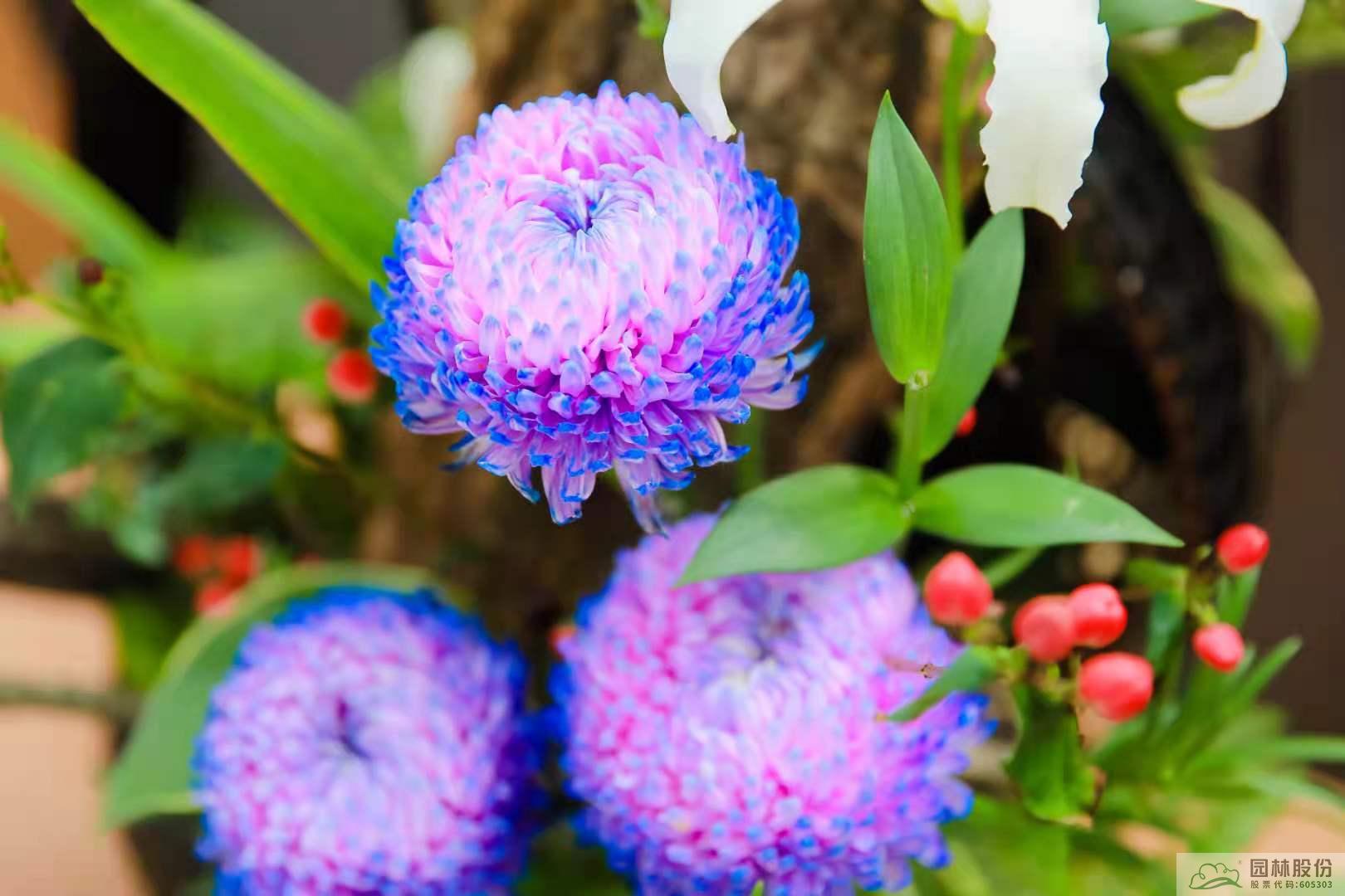 电竞比赛押注app