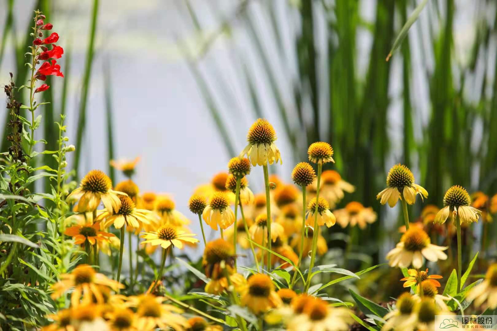 电竞比赛押注app