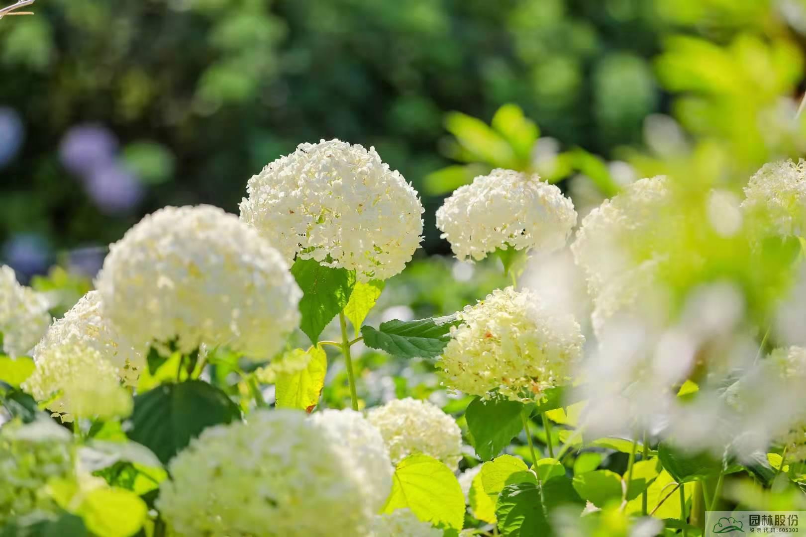 电竞比赛押注app