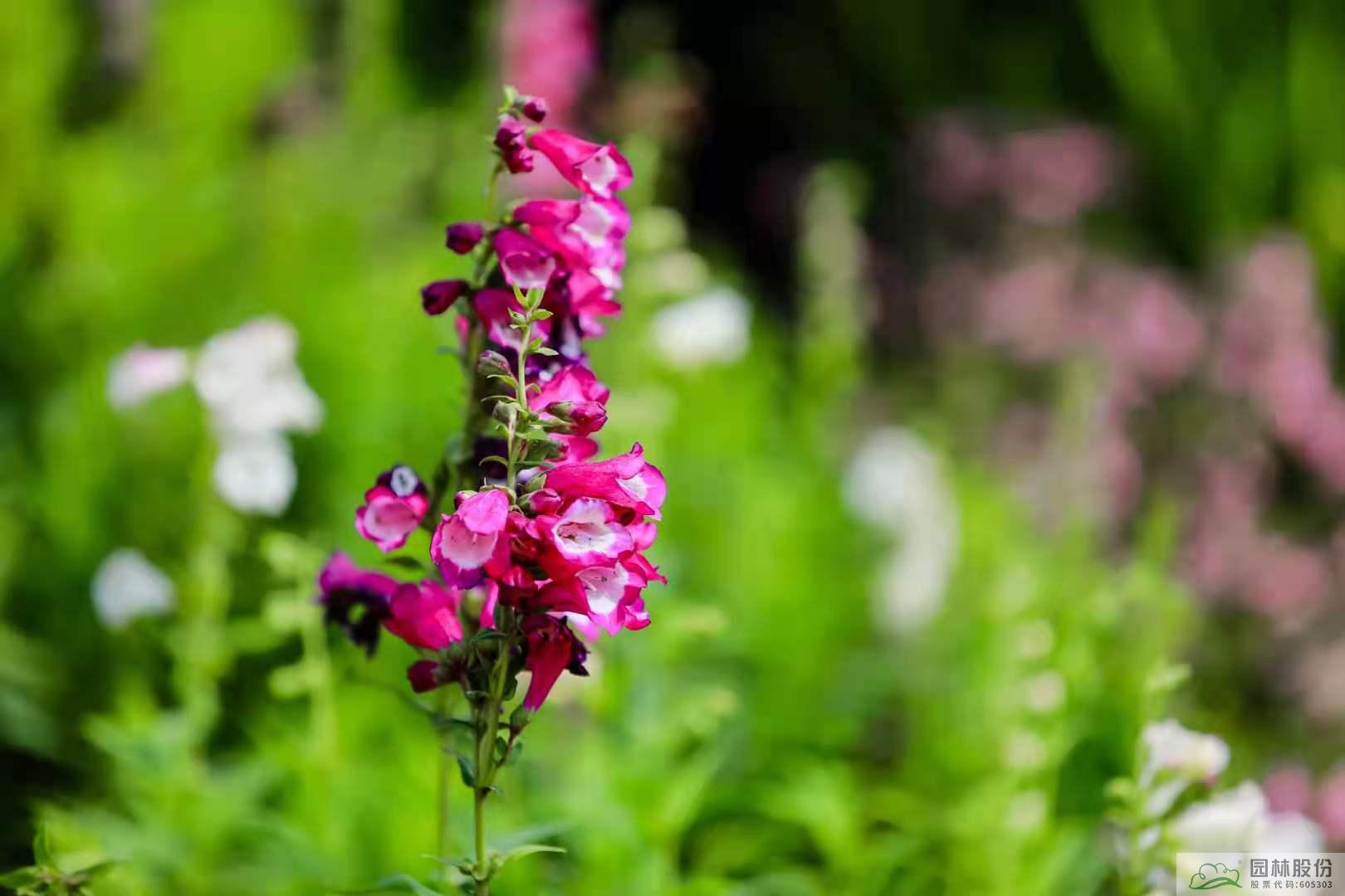 电竞比赛押注app