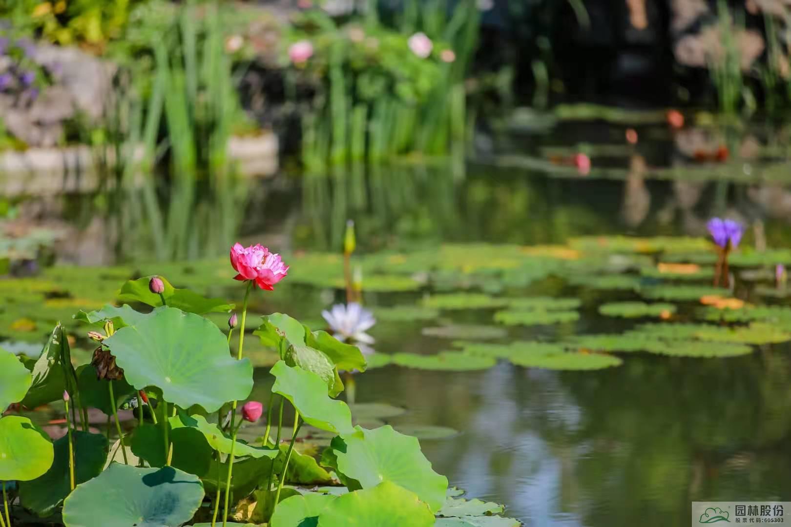 电竞比赛押注app