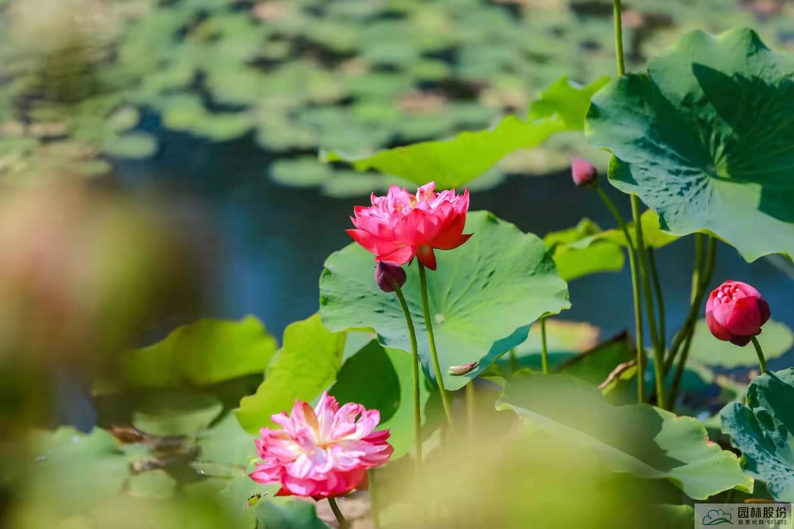 电竞比赛押注app