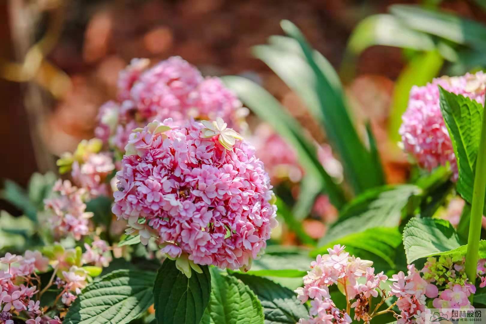 电竞比赛押注app