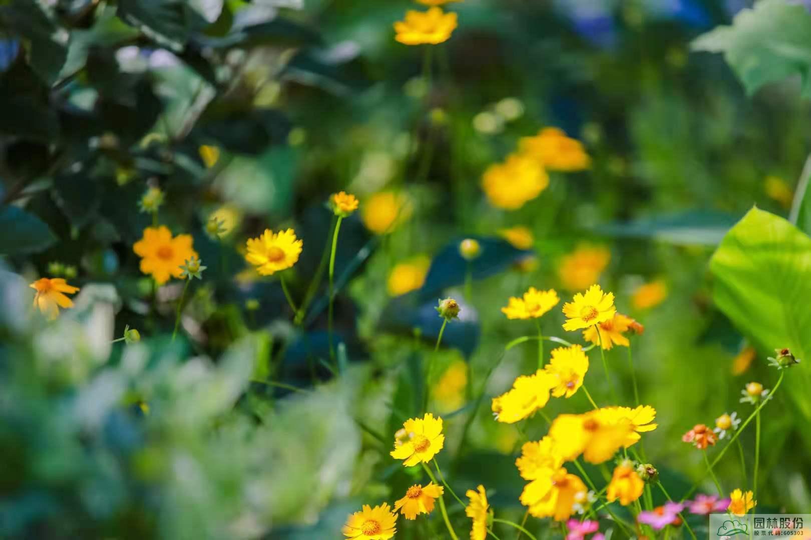 电竞比赛押注app