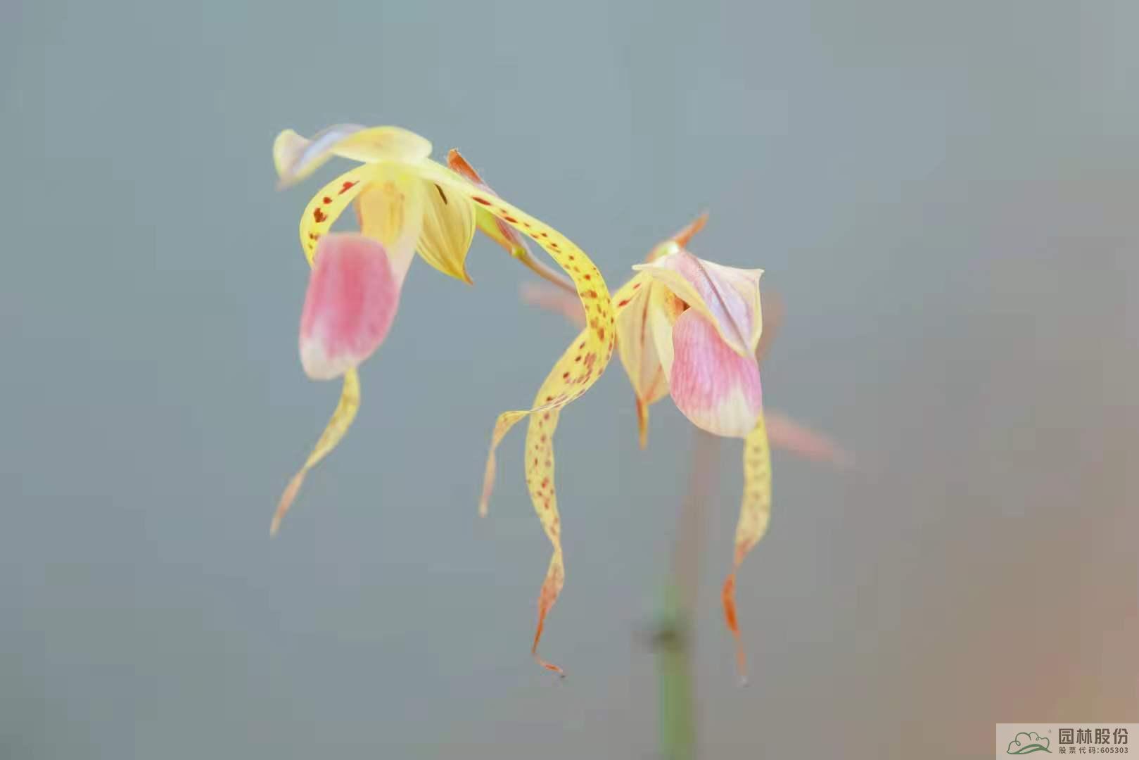 电竞比赛押注app