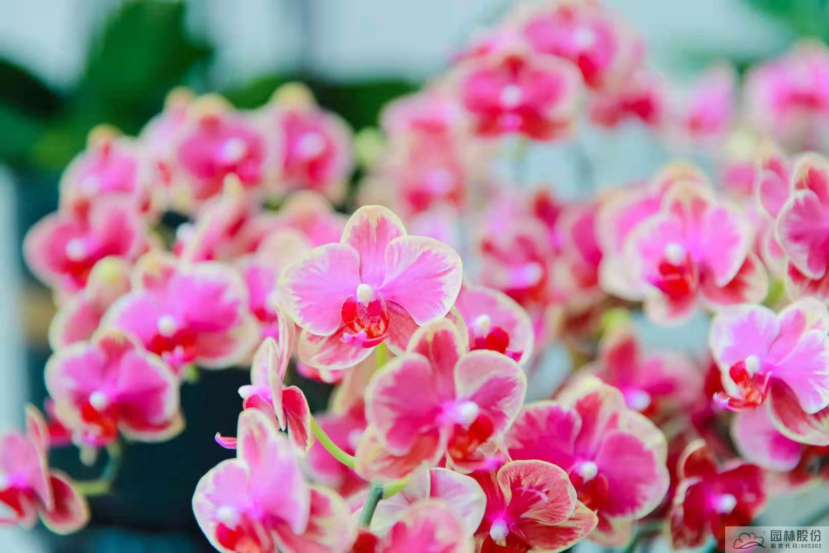 电竞比赛押注app