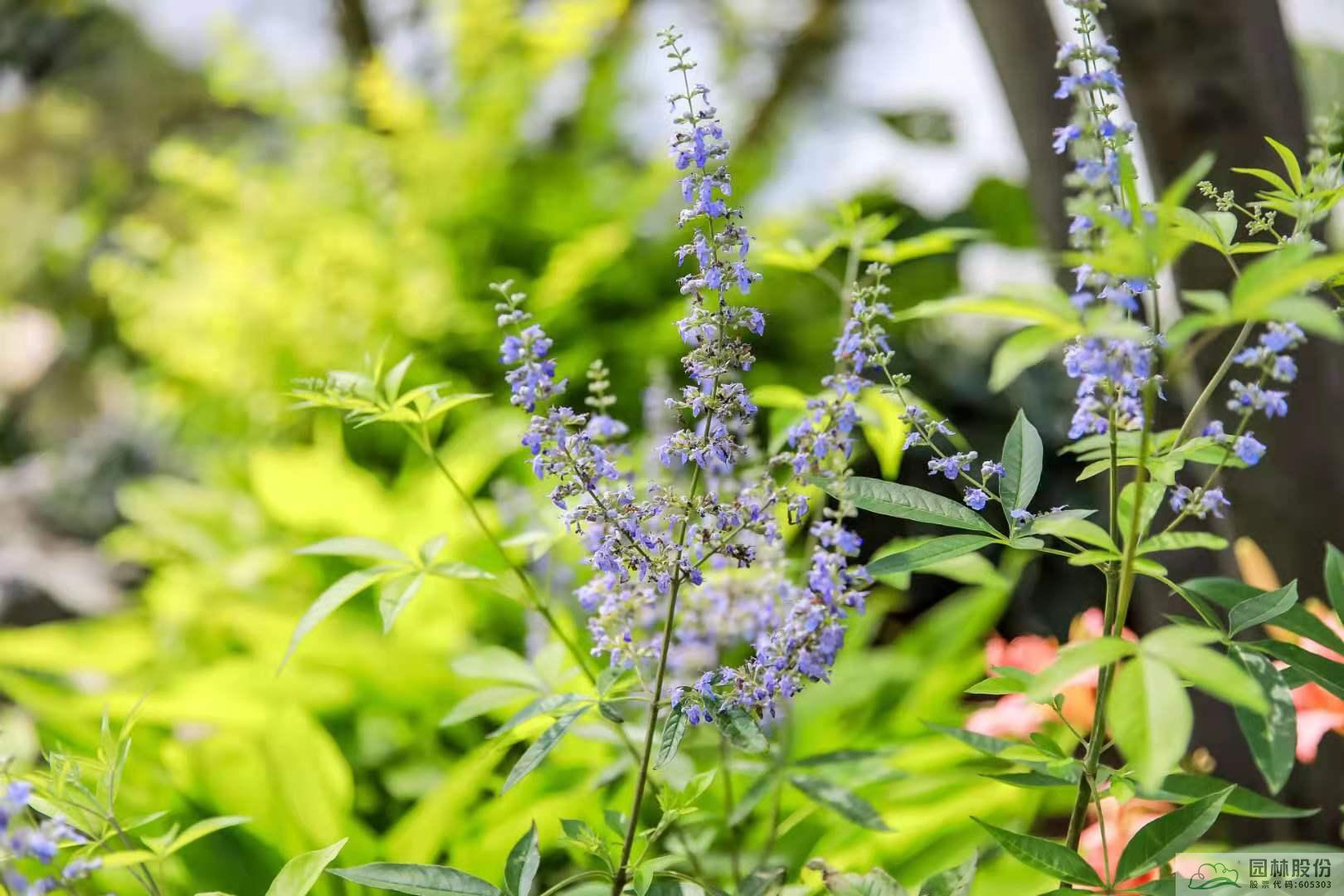 电竞比赛押注app