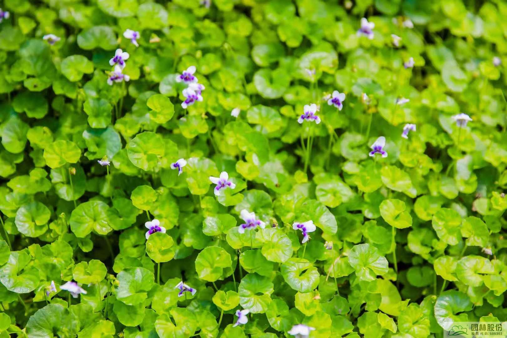 电竞比赛押注app