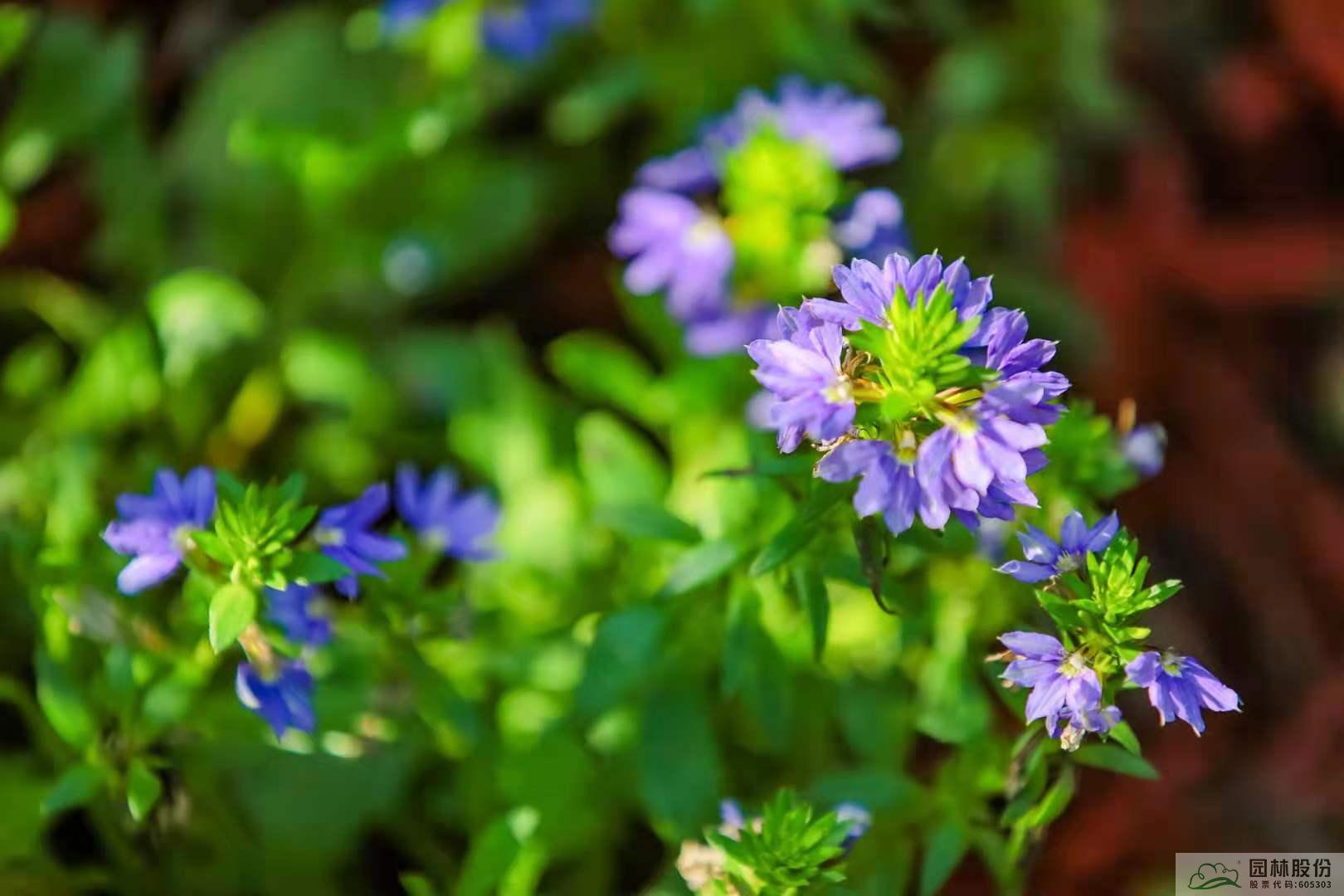 电竞比赛押注app