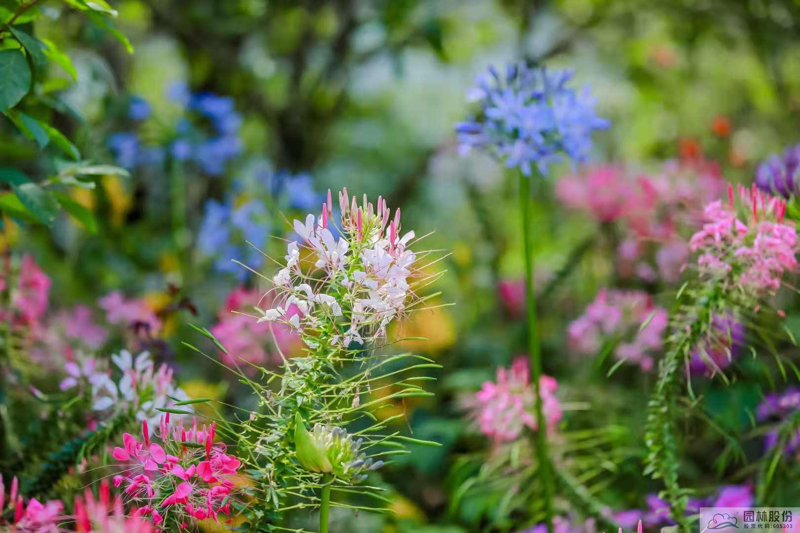 电竞比赛押注app