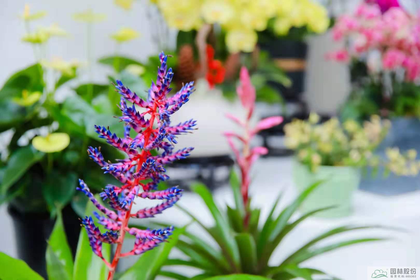 电竞比赛押注app