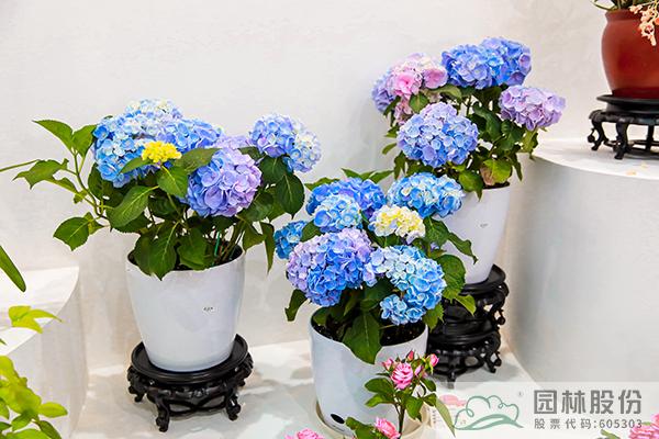 电竞比赛押注app