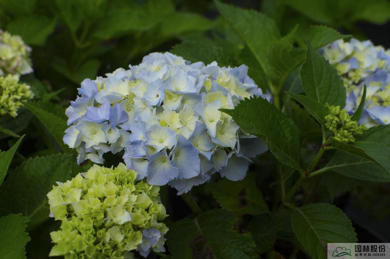 电竞比赛押注app