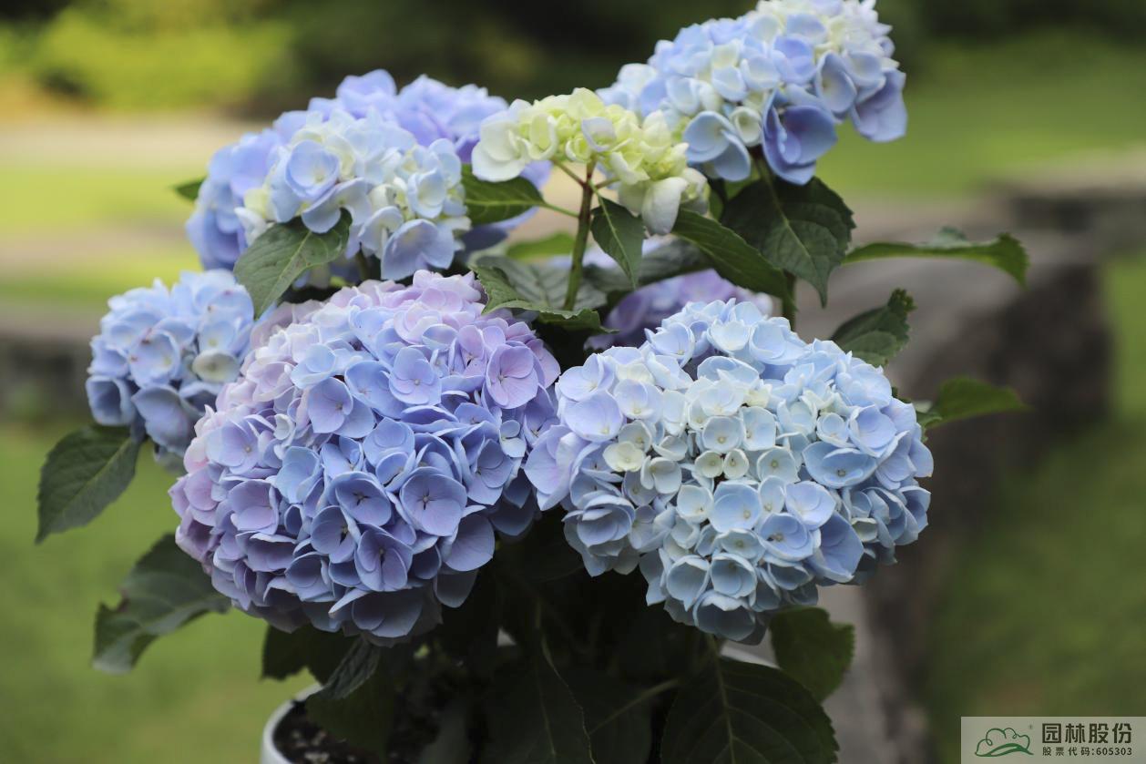 电竞比赛押注app