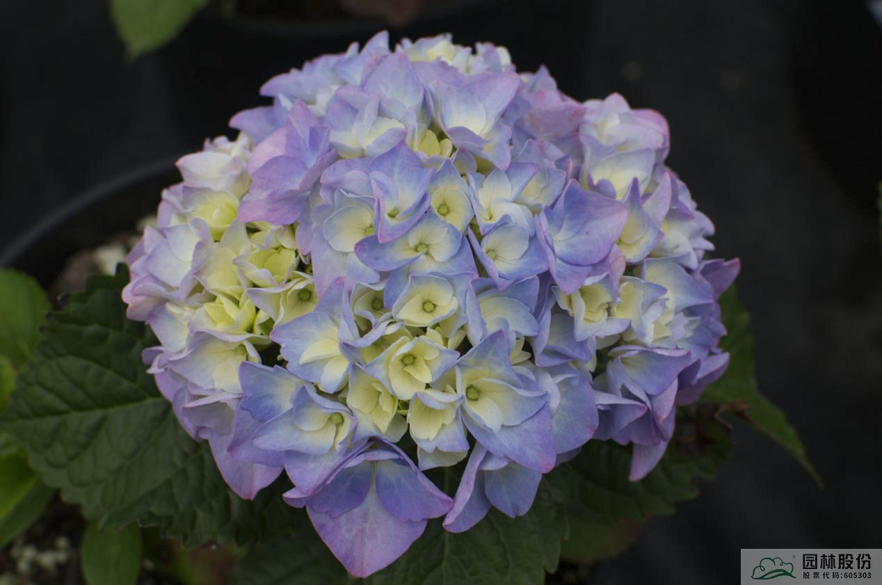 电竞比赛押注app