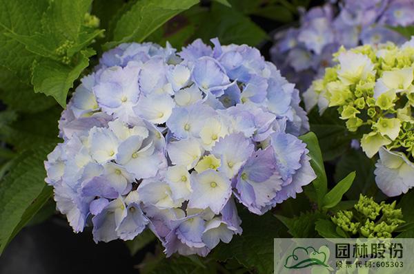 电竞比赛押注app