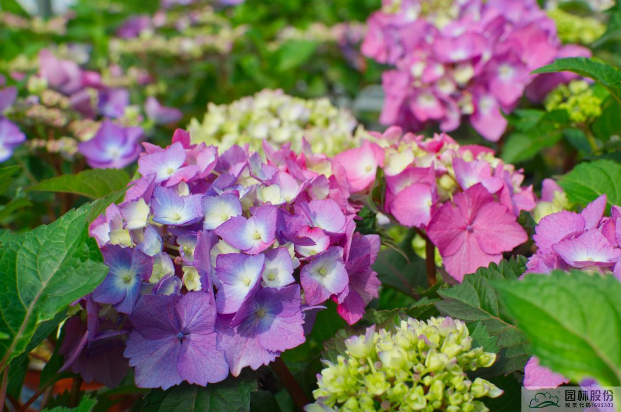 电竞比赛押注app