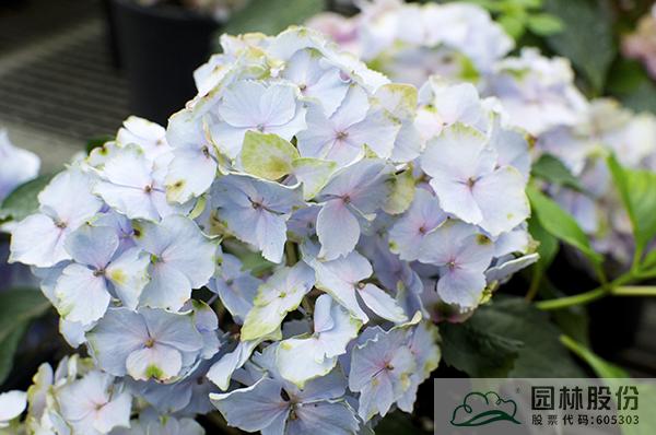 电竞比赛押注app