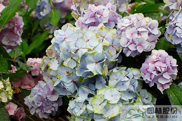 电竞比赛押注app