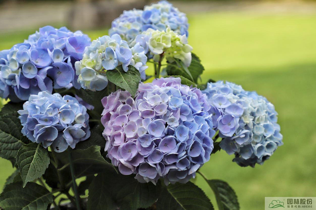 电竞比赛押注app