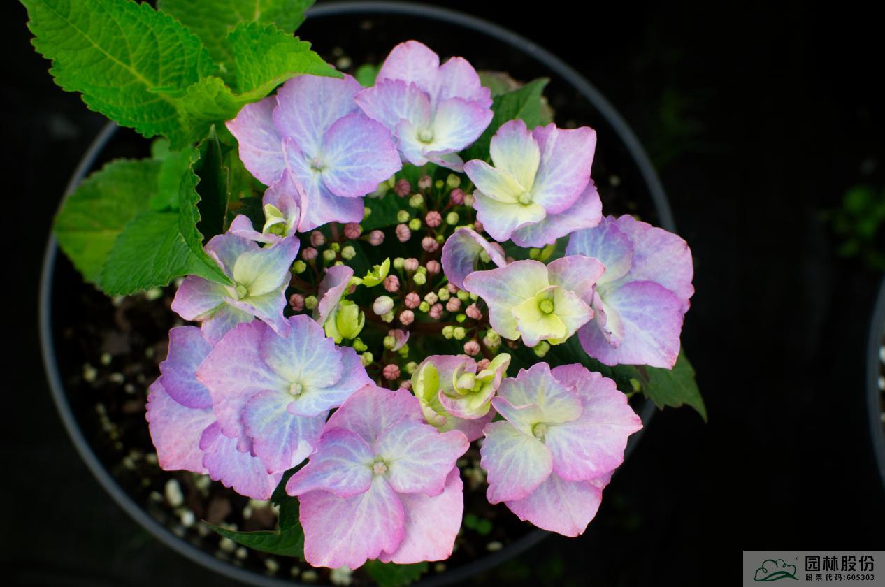 电竞比赛押注app