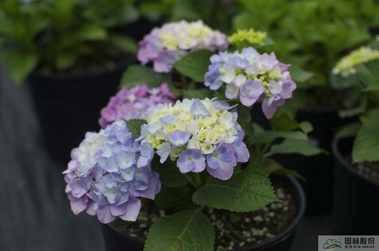 电竞比赛押注app