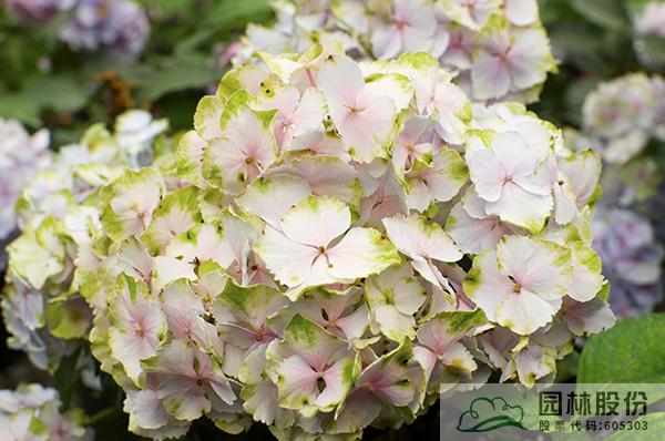 电竞比赛押注app