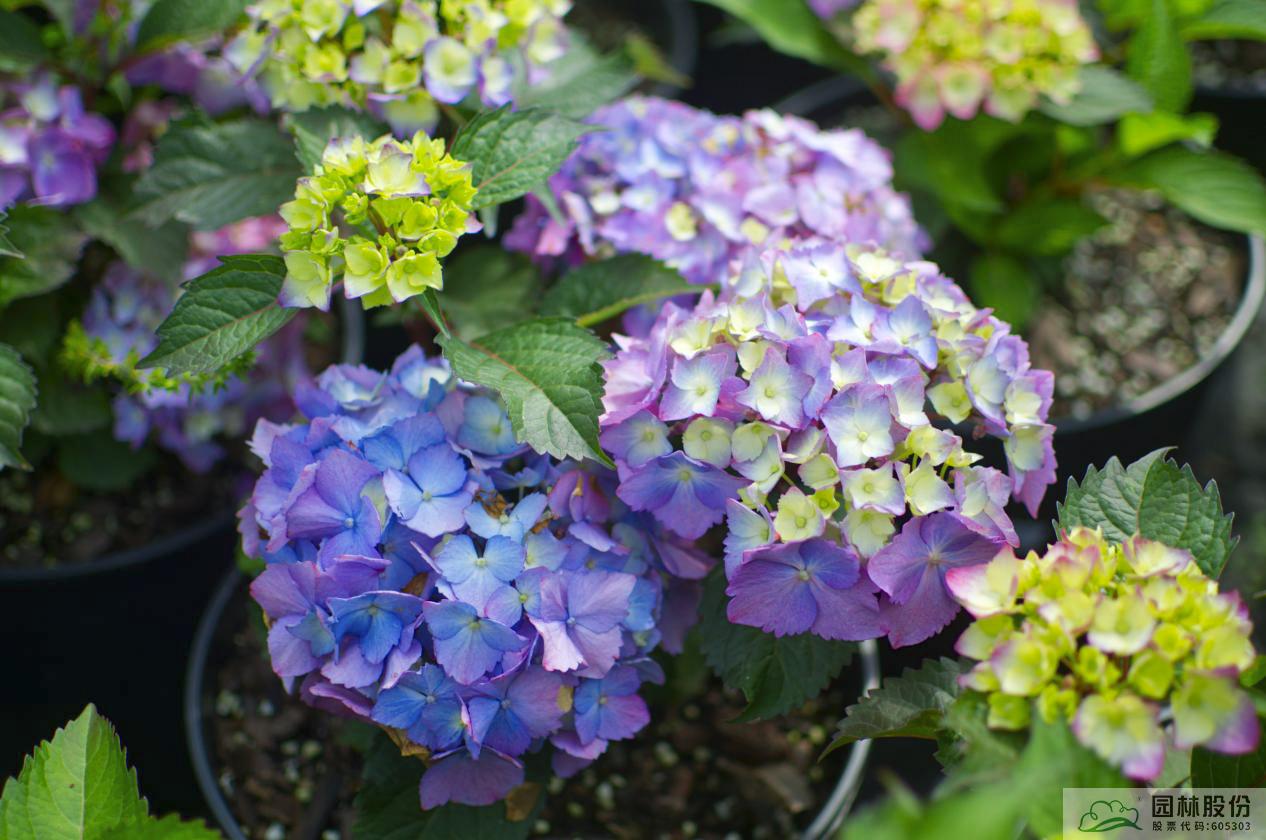 电竞比赛押注app