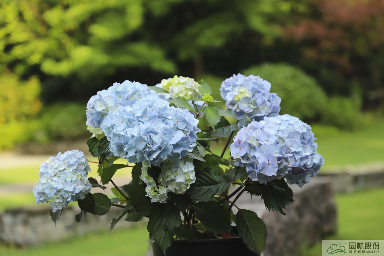 电竞比赛押注app