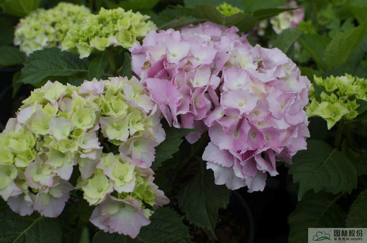 电竞比赛押注app