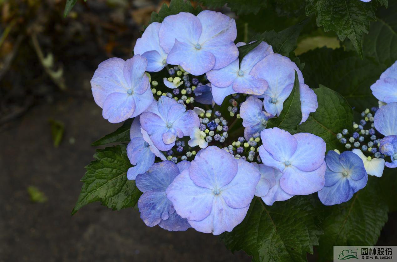 电竞比赛押注app