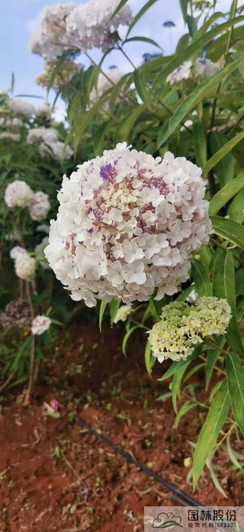 电竞比赛押注app