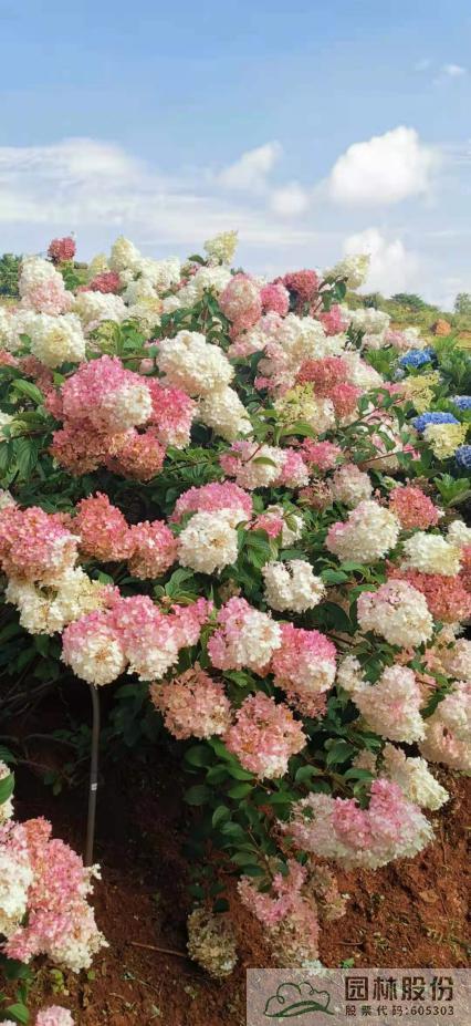 电竞比赛押注app